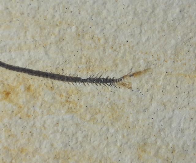 Orthogonikleithrus hoelli ARRATIA 1997 - Bild &copy; FossNet FossilienStore